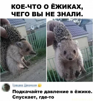 Ёжики, ежи, ежата - vptWmB_u3UE.jpg