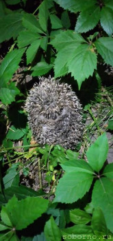 Ёжики, ежи, ежата - 20200623_221439_mfnr.jpg