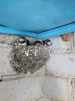 Пернатые соседи дикие  - IMG_20200807_091256.jpg