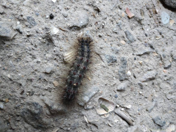 Бр-р-р-р... Насекомые всякие - IMG_20200806_155337.jpg