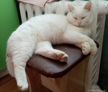 Беляш. примерно 10-11 месяцев