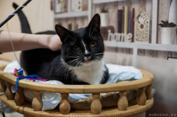 Москва. Ищу добрые руки для удивительного кота с нелегкой судьбой. - index.jpg