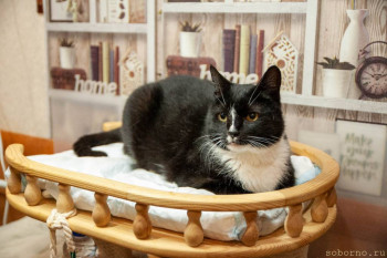 Москва. Ищу добрые руки для удивительного кота с нелегкой судьбой. - index3.jpg