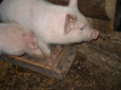 Поросята  - P3101210.JPG