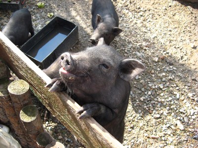 Поросята  - свин 2.jpg