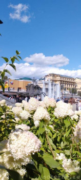 Гортензии в Александровском саду