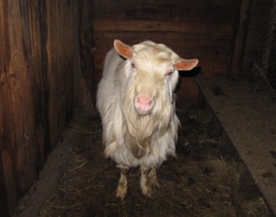 Ох уж эти козы  - IMG_2162.jpg