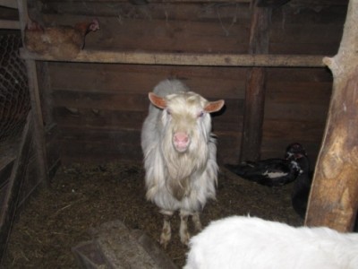 Ох уж эти козы  - IMG_2165.jpg