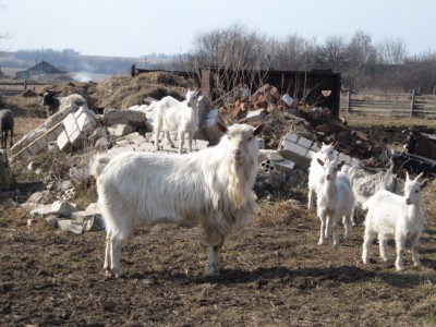 Ох уж эти козы  - IMG_2206.jpg