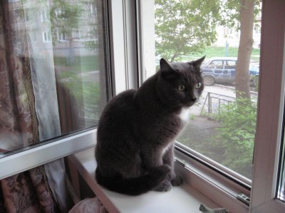 Кошки - очарование МОЁ - фотографии с цифровика 010.jpg