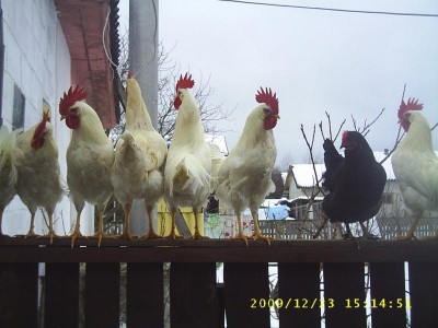 Птичий двор - S2020042.JPG