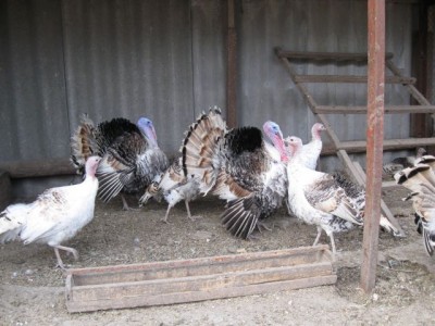 Птичий двор - IMG_5694.jpg