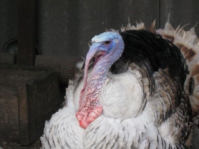 Птичий двор - IMG_5715.jpg