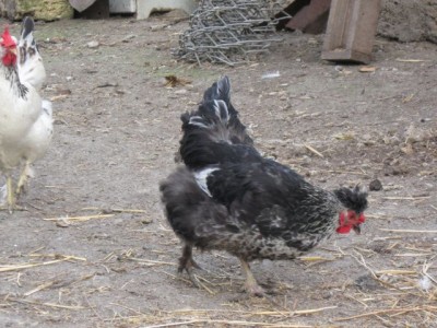 Птичий двор - IMG_5722.jpg