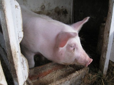 Поросята  - IMG_5689.jpg