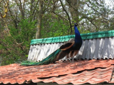 Зоопарк - IMG_5823.jpg