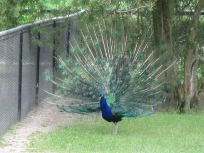 Зоопарк - IMG_5840.jpg