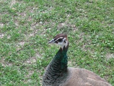 Зоопарк - IMG_5846.jpg