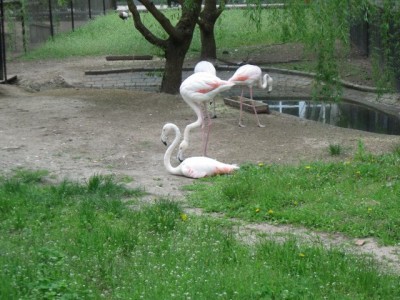 Зоопарк - IMG_5847.jpg