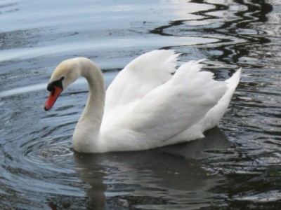 Зоопарк - IMG_5875.jpg