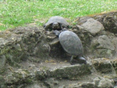 Зоопарк - IMG_5829.jpg