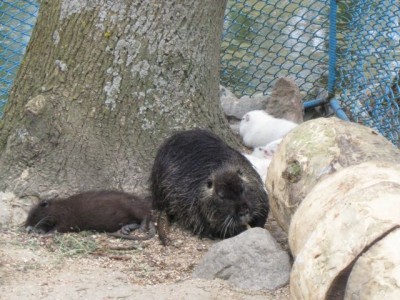 Зоопарк - IMG_5864.jpg