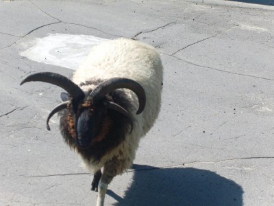 Зоопарк - PIC_0125.JPG