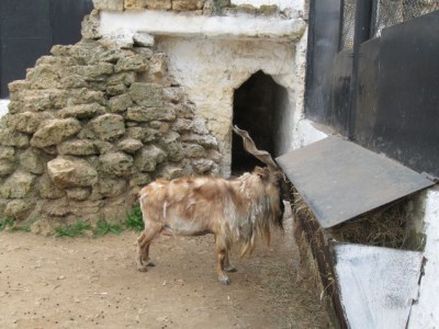 Зоопарк - IMG_5897.jpg