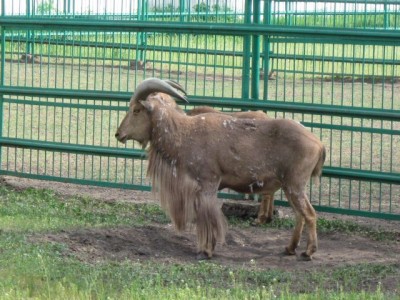 Зоопарк - IMG_5898.jpg