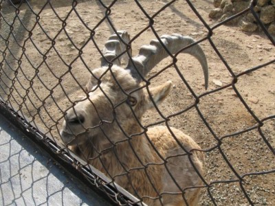 Зоопарк - IMG_5900.jpg
