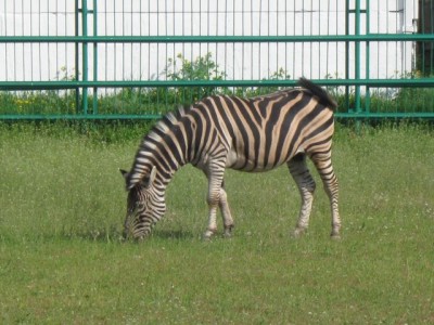 Зоопарк - IMG_5910.jpg