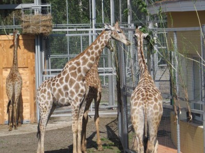 Зоопарк - фотографии с цифровика 047.jpg