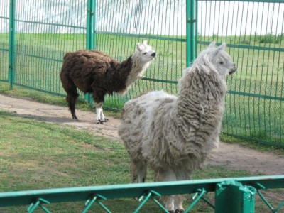 Зоопарк - IMG_5915.jpg