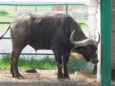 Зоопарк - IMG_5914.jpg