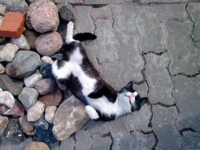 Кошки - очарование МОЁ - Фото0142.jpg