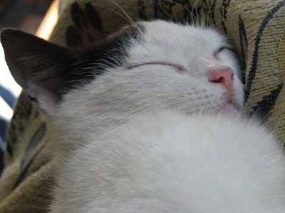 Бимка спит.