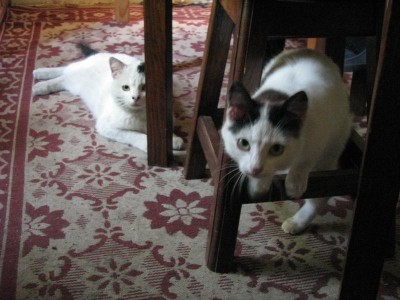 мы кушаем...все!