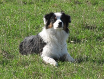 Наши верные друзья - собаки - Копия IMG_2421.jpg