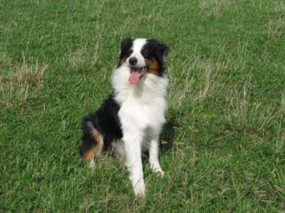 Наши верные друзья - собаки - Копия IMG_2493.jpg