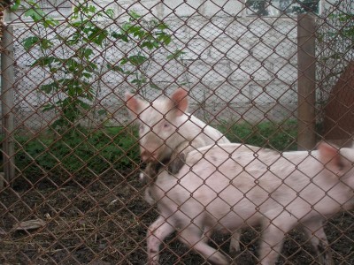 Поросята  - P1010005.JPG