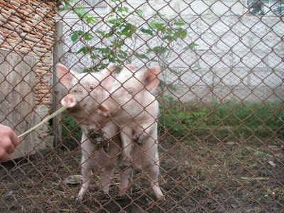 Поросята  - P1010006.JPG