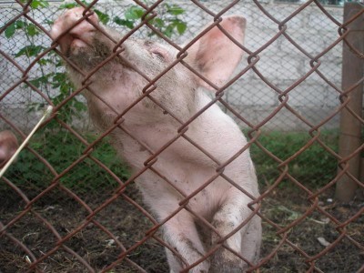 Поросята  - P1010007.JPG