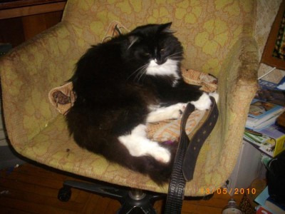 Кошки - очарование МОЁ - IMGP3601.JPG