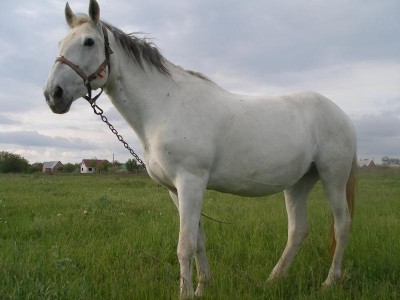 Лошади  - P1010002.JPG