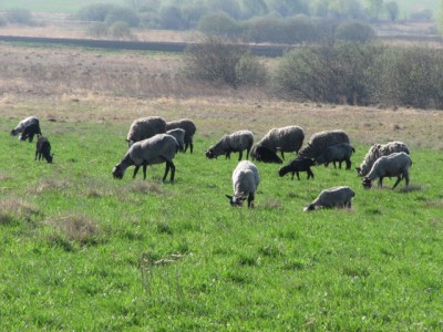 Наши овцы - Новые 003.jpg