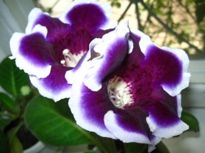 Домашние любимцы комнатные цветы  - IMG_5993.jpg