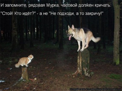 Они такие забавные смешные фото и видео  - f83312c7e262.jpg