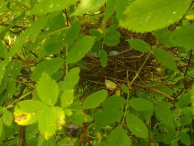 Пернатые соседи дикие  - IMGP3782.JPG