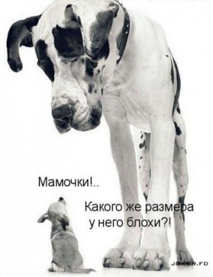 Они такие забавные смешные фото и видео  - big.jpg