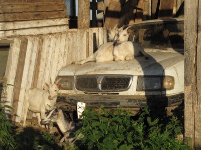 Ох уж эти козы  - козлята 001.jpg